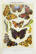 Берге, Ф. Маленький атлас бабочек для начинающих собирателей