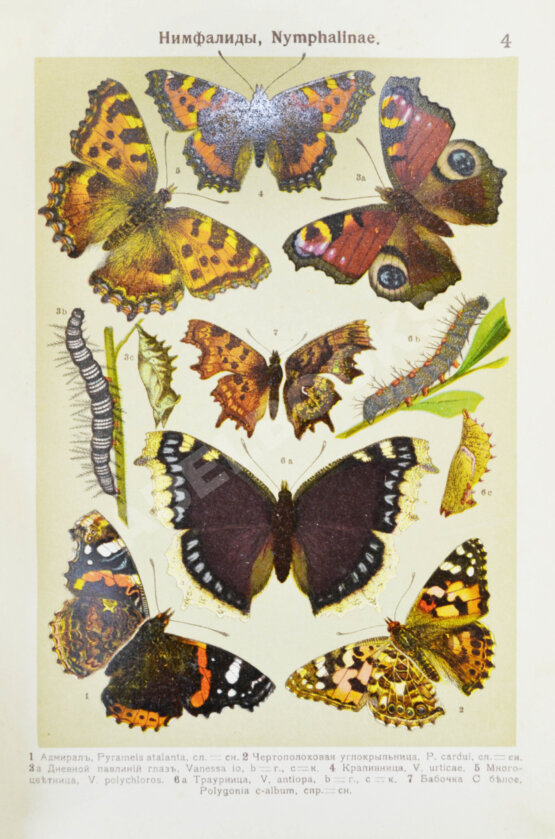Берге, Ф. Маленький атлас бабочек для начинающих собирателей
