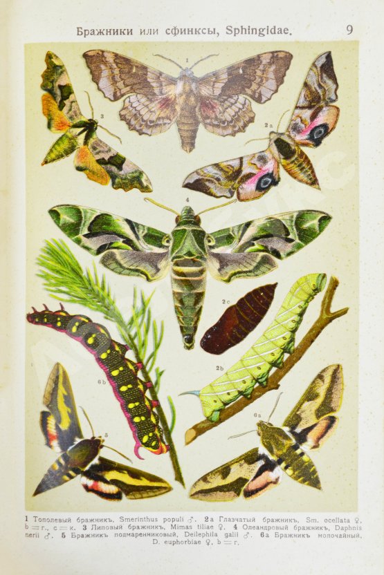Берге, Ф. Маленький атлас бабочек для начинающих собирателей