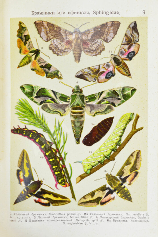 Берге, Ф. Маленький атлас бабочек для начинающих собирателей