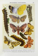 Берге, Ф. Маленький атлас бабочек для начинающих собирателей