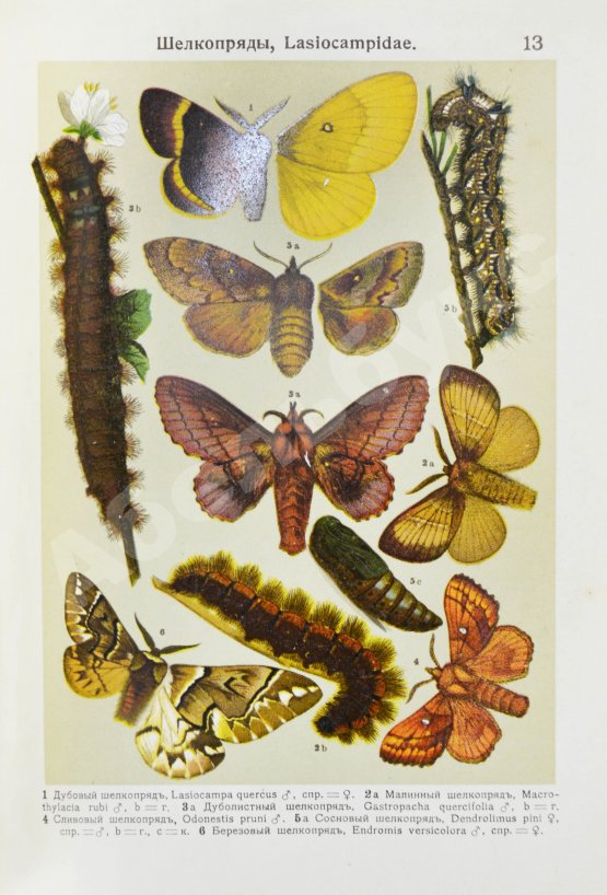 Берге, Ф. Маленький атлас бабочек для начинающих собирателей