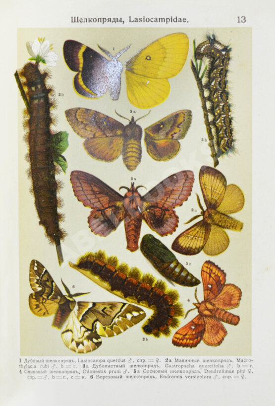 Берге, Ф. Маленький атлас бабочек для начинающих собирателей