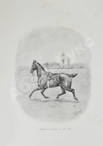 Вейр, Р., Морей Браун, Дж. Верховая езда. Поло