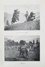 Сапожников, В.В. Пути по Русскому Алтаю