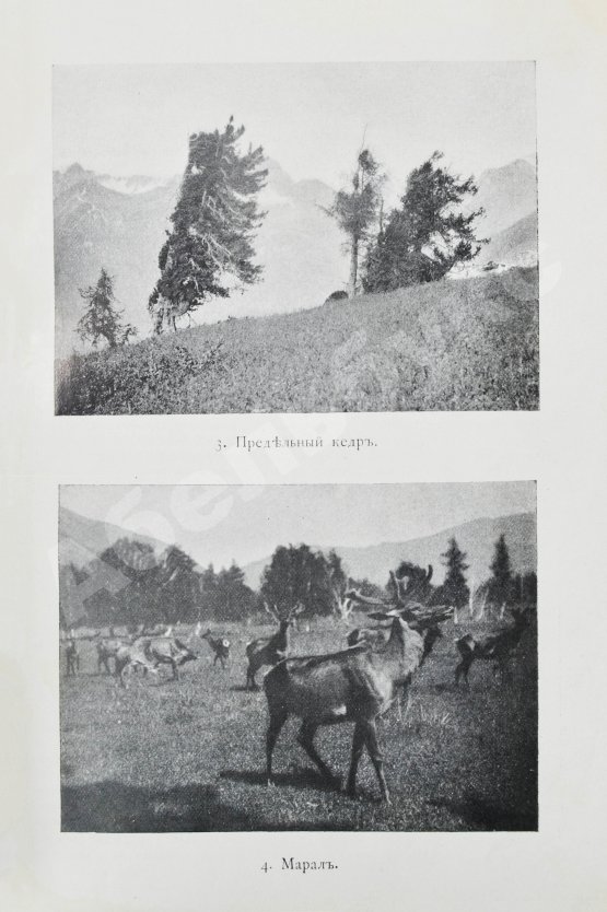 Антикварная книга Сапожников, В.В. Пути по Русскому Алтаю