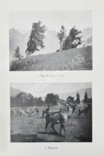 Сапожников, В.В. Пути по Русскому Алтаю