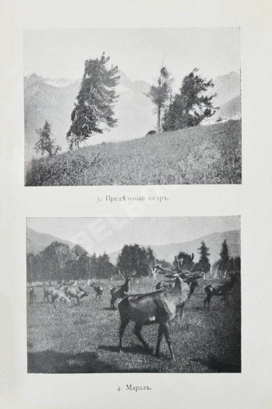 Антикварная книга Сапожников, В.В. Пути по Русскому Алтаю