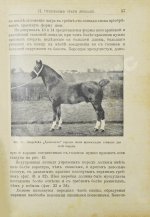 Кулешов, П.Н. Коневодство