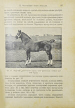 Кулешов, П.Н. Коневодство