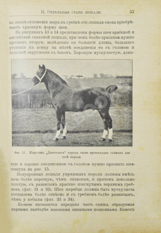 Кулешов, П.Н. Коневодство