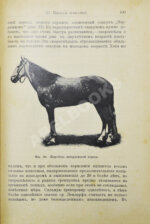 Кулешов, П.Н. Коневодство