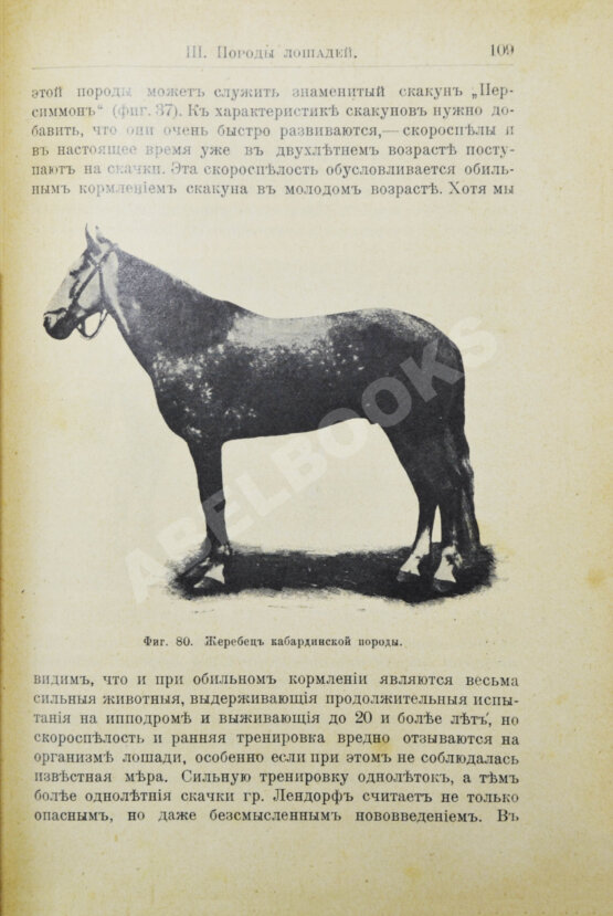 Кулешов, П.Н. Коневодство