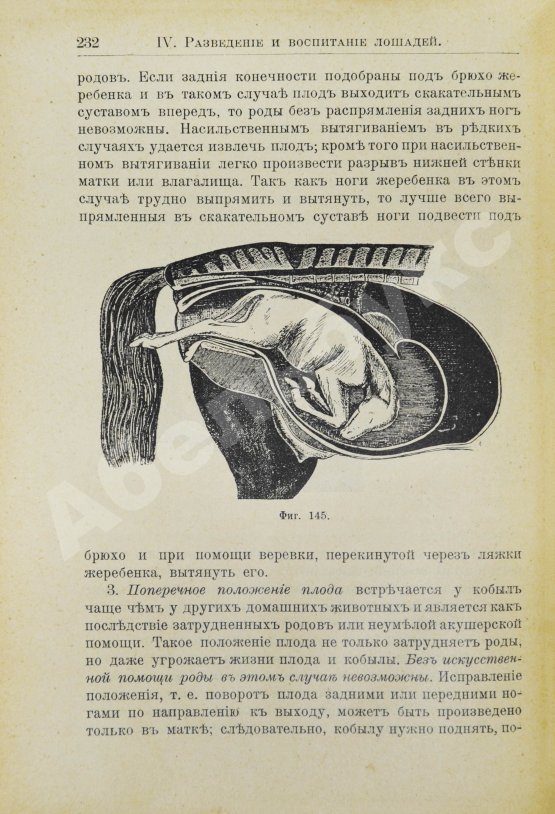 Кулешов, П.Н. Коневодство