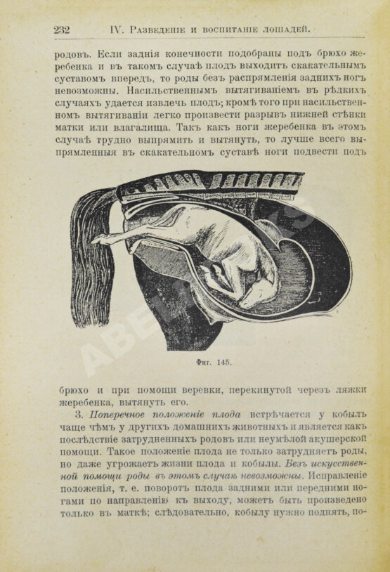 Кулешов, П.Н. Коневодство