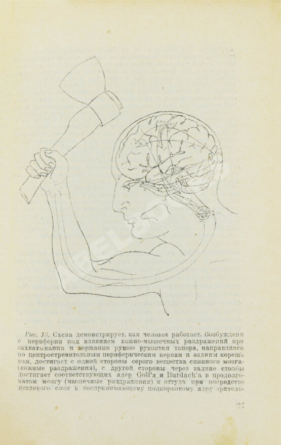 Антикварная книга Бехтерев, В.М. [автограф] Работа головного мозга. (С рефлексологической точки зрения)