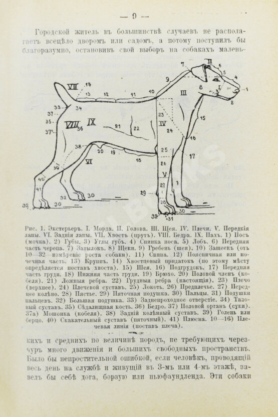 Антикварная книга Капитанов, В.И. Сторожевые, охотничьи и комнатные собаки