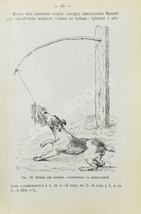 Антикварная книга Капитанов, В.И. Сторожевые, охотничьи и комнатные собаки