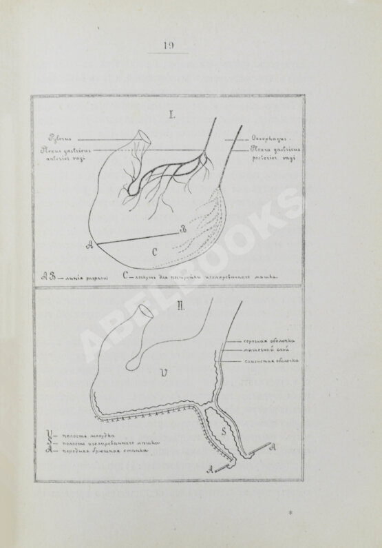 Первое/Прижизненное издание Павлов, И.П. Лекции о работе главных пищеварительных желёз. Первое издание