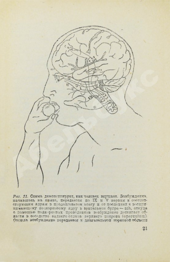 Антикварная книга Бехтерев, В.М. [автограф] Работа головного мозга. (С рефлексологической точки зрения)