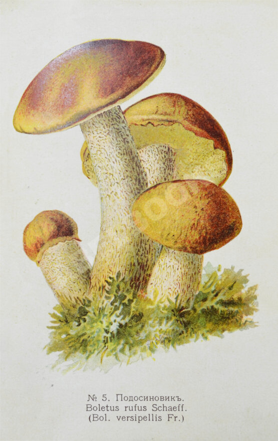 Антикварная книга Голенкин, М.И. Спутник любителя собирать грибы