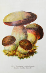 Голенкин, М.И. Спутник любителя собирать грибы