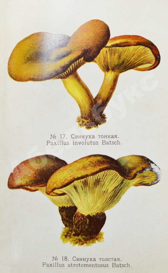 Антикварная книга Голенкин, М.И. Спутник любителя собирать грибы