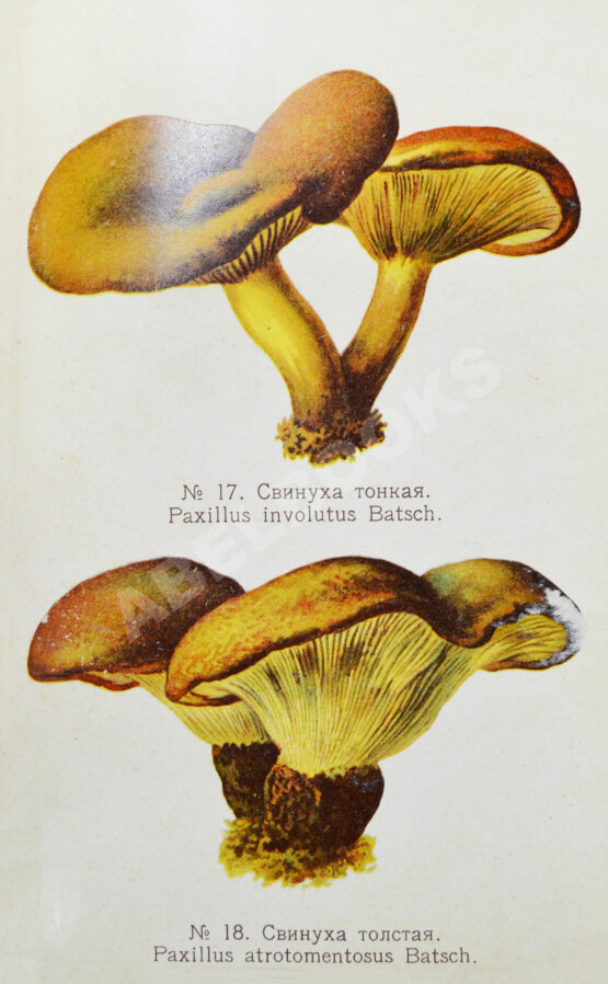 Антикварная книга Голенкин, М.И. Спутник любителя собирать грибы