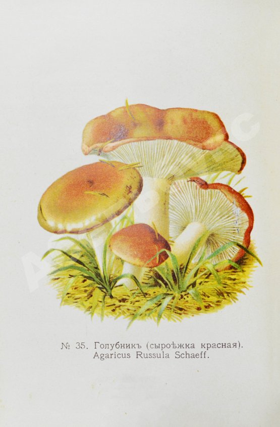 Антикварная книга Голенкин, М.И. Спутник любителя собирать грибы