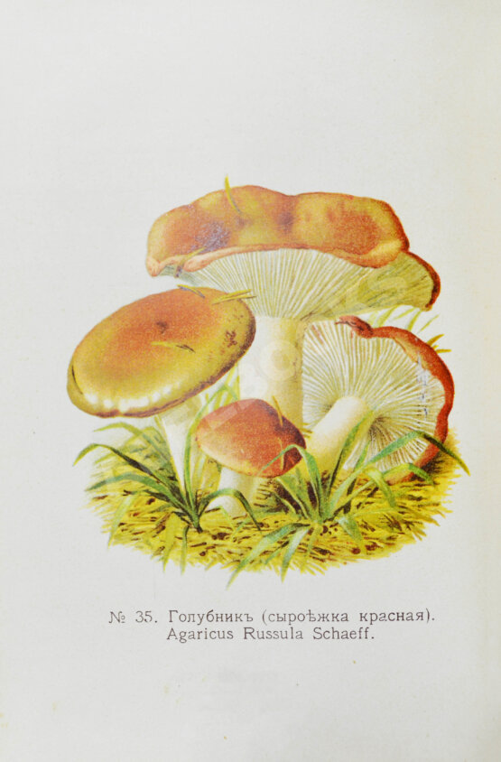 Антикварная книга Голенкин, М.И. Спутник любителя собирать грибы