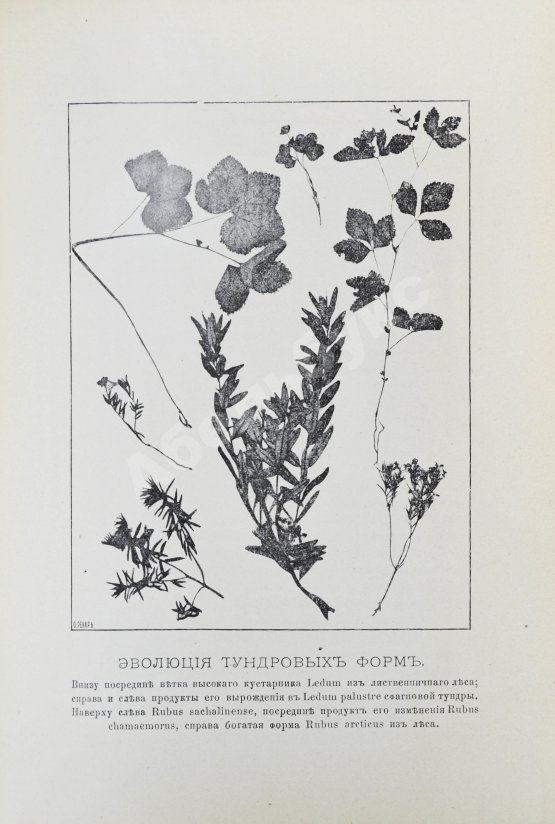 Землеведение. Годовой комплект за 1894 год