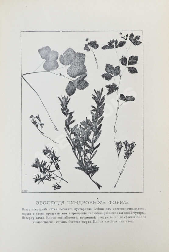 Землеведение. Годовой комплект за 1894 год