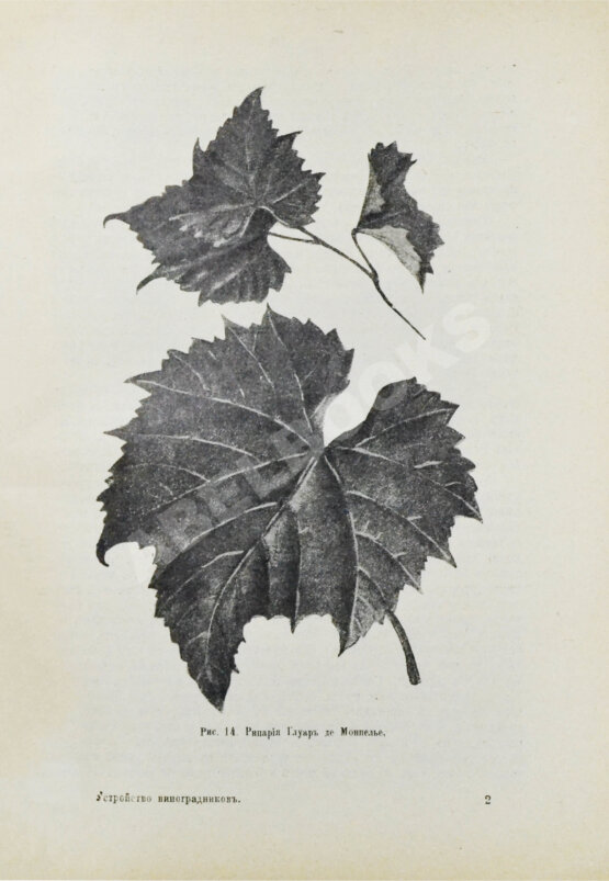 Антикварная книга Этингер, Я.Г. Устройство виноградников при помощи американских лоз