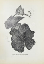 Этингер, Я.Г. Устройство виноградников при помощи американских лоз