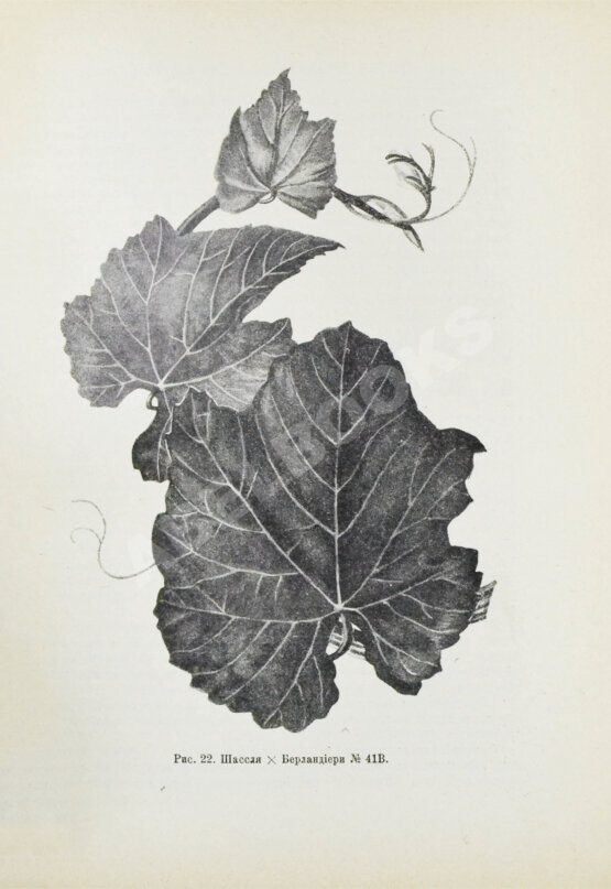 Антикварная книга Этингер, Я.Г. Устройство виноградников при помощи американских лоз