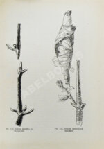 Этингер, Я.Г. Устройство виноградников при помощи американских лоз