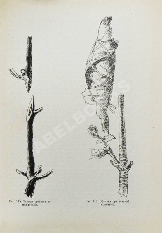 Антикварная книга Этингер, Я.Г. Устройство виноградников при помощи американских лоз