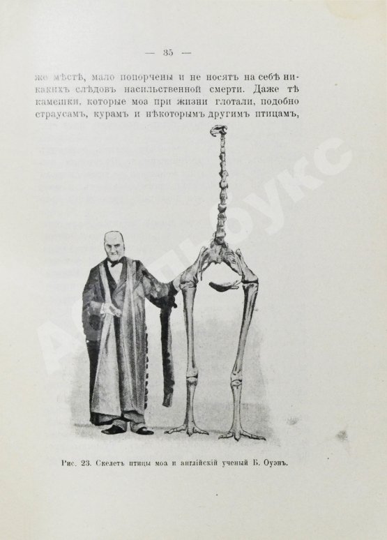 Антикварная книга Елачич, Е.А. О происхождении птиц и о вымерших птицах