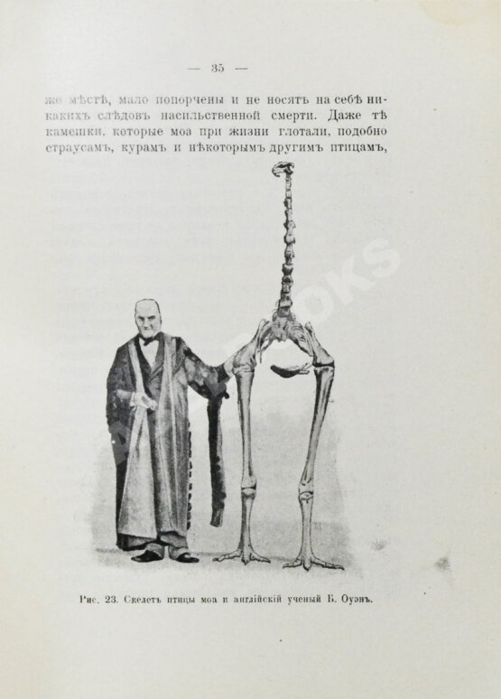 Антикварная книга Елачич, Е.А. О происхождении птиц и о вымерших птицах
