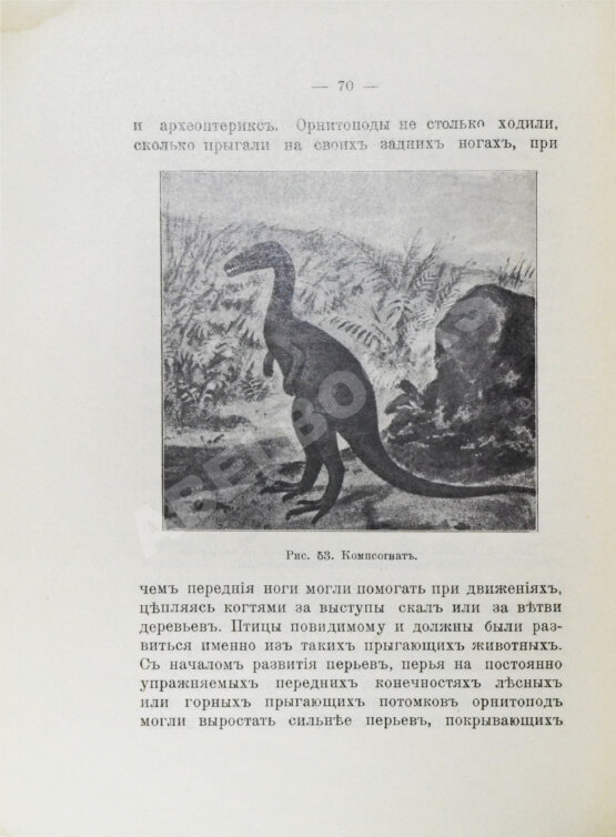 Антикварная книга Елачич, Е.А. О происхождении птиц и о вымерших птицах