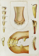 Урусов, С.П. Книга о лошади. Настольная книга для каждого коннозаводчика, коневода, коневладельца и любителя лошади