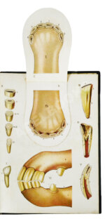 Урусов, С.П. Книга о лошади. Настольная книга для каждого коннозаводчика, коневода, коневладельца и любителя лошади