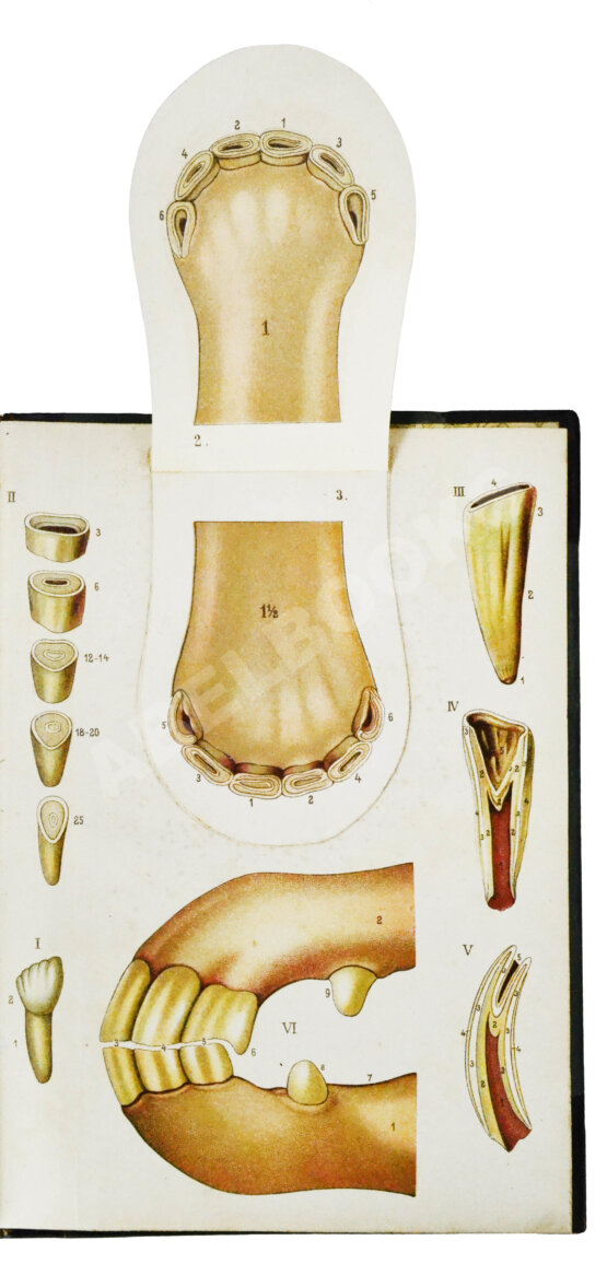 Антикварная книга Урусов, С.П. Книга о лошади. Настольная книга для каждого коннозаводчика, коневода, коневладельца и любителя лошади