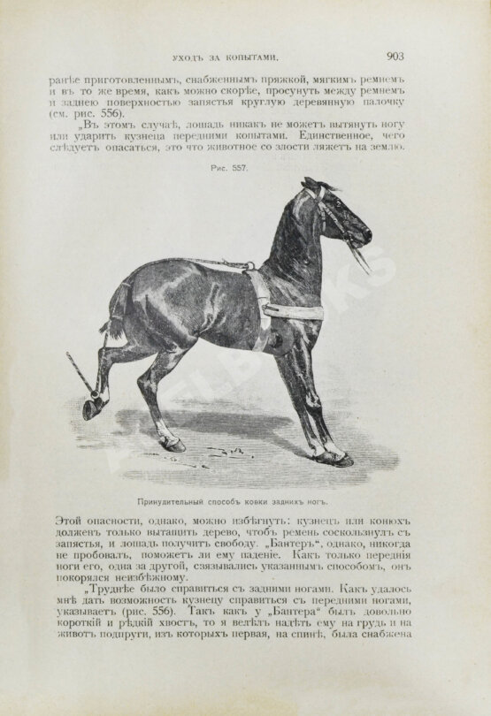 Антикварная книга Урусов, С.П. Книга о лошади. Настольная книга для каждого коннозаводчика, коневода, коневладельца и любителя лошади