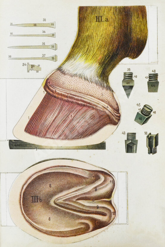 Антикварная книга Урусов, С.П. Книга о лошади. Настольная книга для каждого коннозаводчика, коневода, коневладельца и любителя лошади