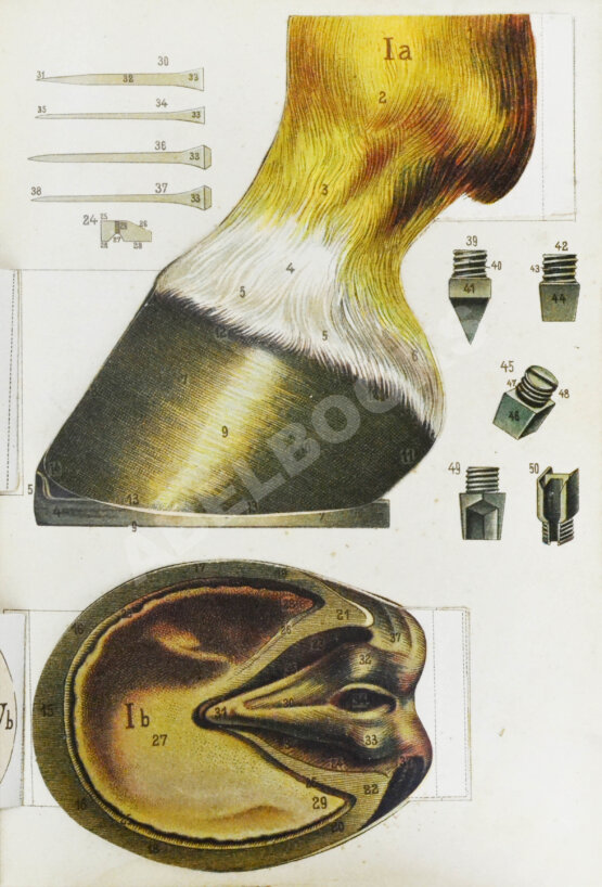 Антикварная книга Урусов, С.П. Книга о лошади. Настольная книга для каждого коннозаводчика, коневода, коневладельца и любителя лошади