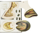 Урусов, С.П. Книга о лошади. Настольная книга для каждого коннозаводчика, коневода, коневладельца и любителя лошади