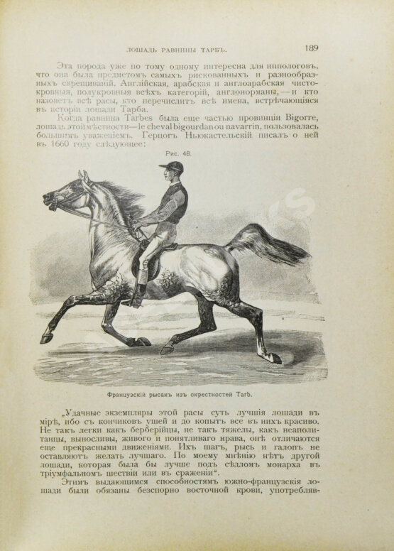 Антикварная книга Урусов, С.П. Книга о лошади. Настольная книга для каждого коннозаводчика, коневода, коневладельца и любителя лошади