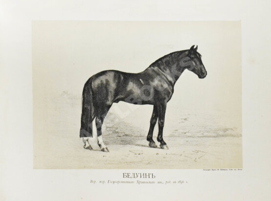 Антикварная книга Сонцов, Д.Д. [автограф] Альбом пятидесятилетнего юбилея Московского общества любителей конского бега. 1834-1884