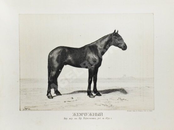 Антикварная книга Сонцов, Д.Д. [автограф] Альбом пятидесятилетнего юбилея Московского общества любителей конского бега. 1834-1884